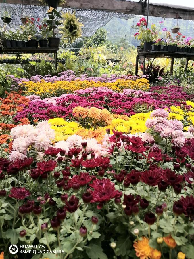 Flower Top Ella Ngoại thất bức ảnh